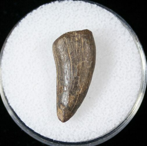 Tyrannosaur Tooth - Montana #14787